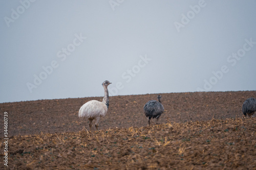 white Nandu stands with other Nandus on a field in search of food