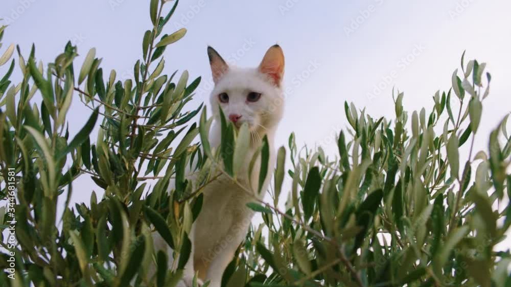 Cat in Olive Tree Chat dans un Arbre Olivier Slow Motion Ralenti