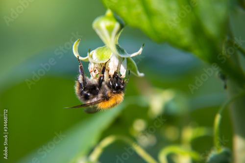 Bee is searching for nectar in the flower. photo