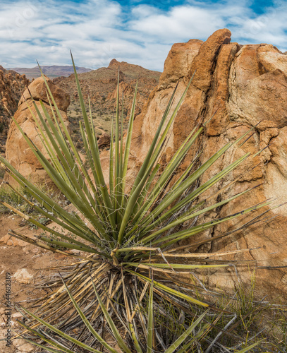 Sotol Yucca (Dasylirion texanum) ,Grapevine Hills, Big Bend National Park, Texas, USA photo