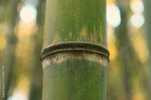 Bamboo green forest  bamboo stem close up  asian nature