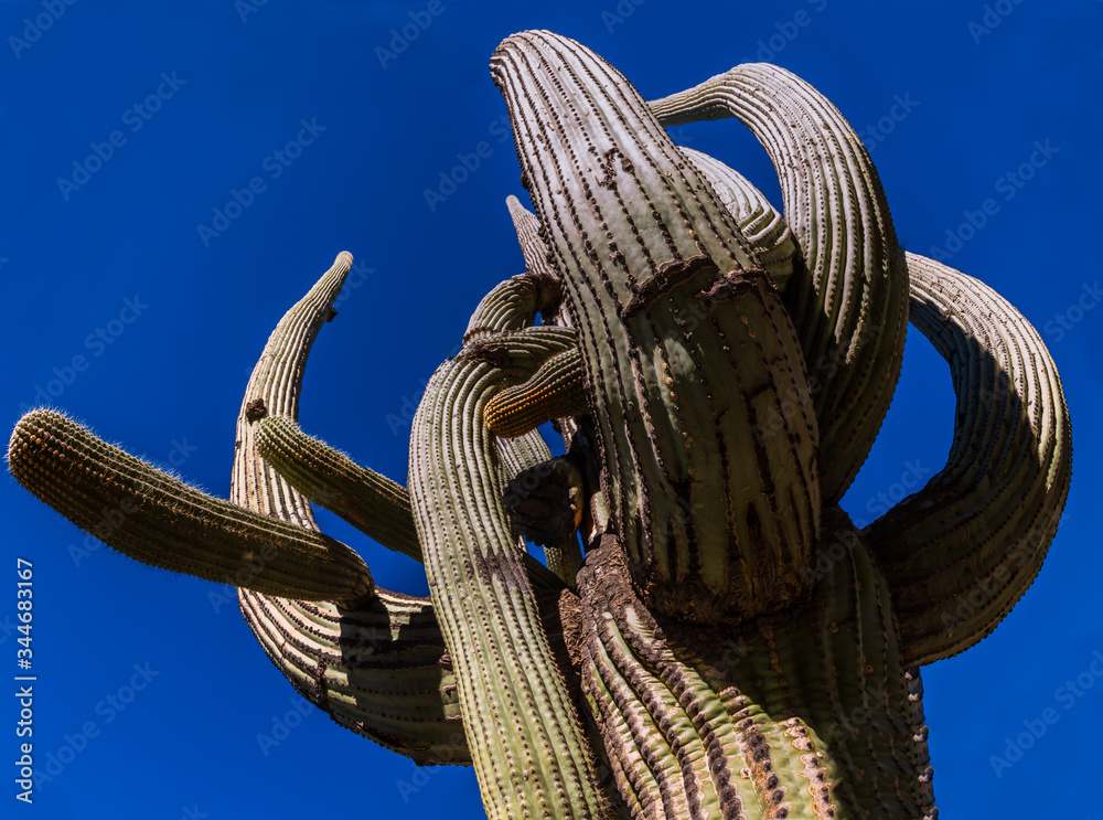 Twisted Arms of a Giant Saguaro Cactus (Carnegiea gigantea) in Bear ...