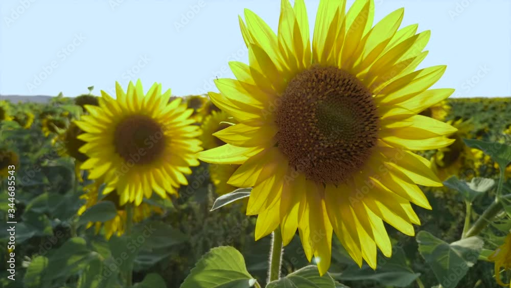 Sunset over the field of sunflowers, sunflower against bright sun. lifestyle harvesting agriculture field concept nature, field of blooming Sunset over the field of sunflowers, sunflower against bright sun. lifestyle harvesting agriculture field concept nature, field of blooming