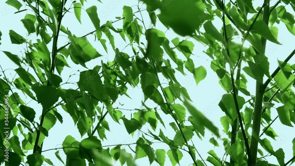 Green skimming leaves of trees