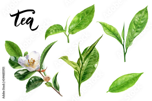 Tea leaves watercolor illustration isolated on white background