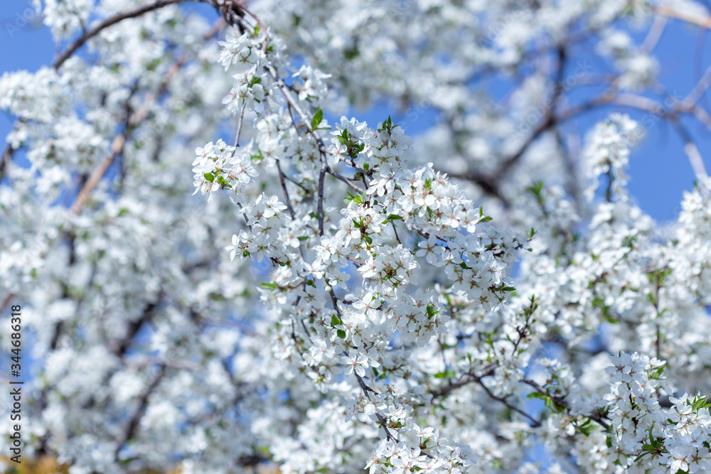 white flower tree on sky background white flower tree on sky background