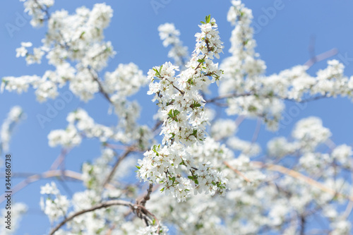 white flower tree on sky background