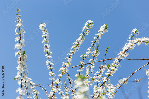 white flower tree on sky background