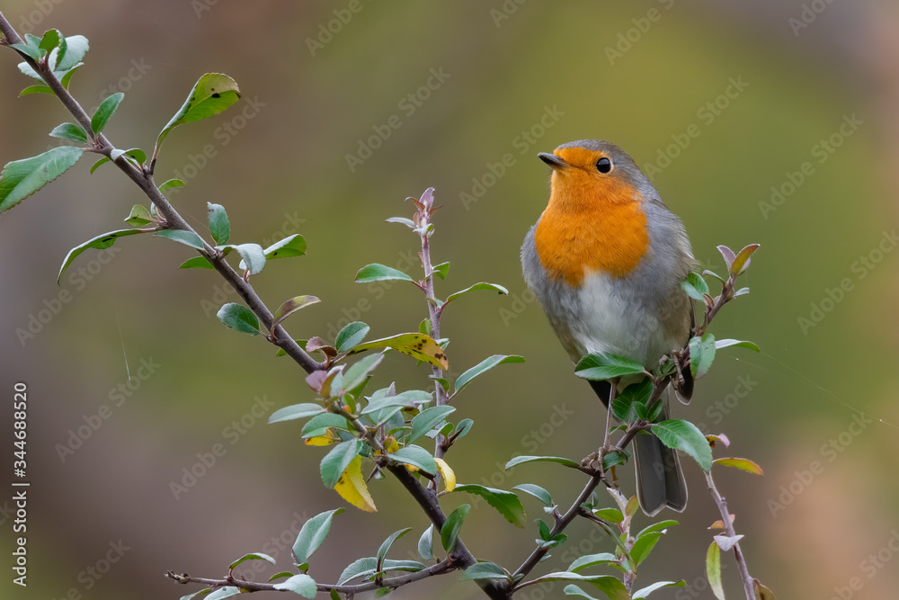 Eurasian robin (Erithacus rubecula) sitting on a branch with nice soft background. Cute songbird with orange throat. Wildlife scene from nature. Czech Republic Eurasian robin (Erithacus rubecula) sitting on a branch with nice soft background. Cute songbird with orange throat. Wildlife scene from nature. Czech Republic