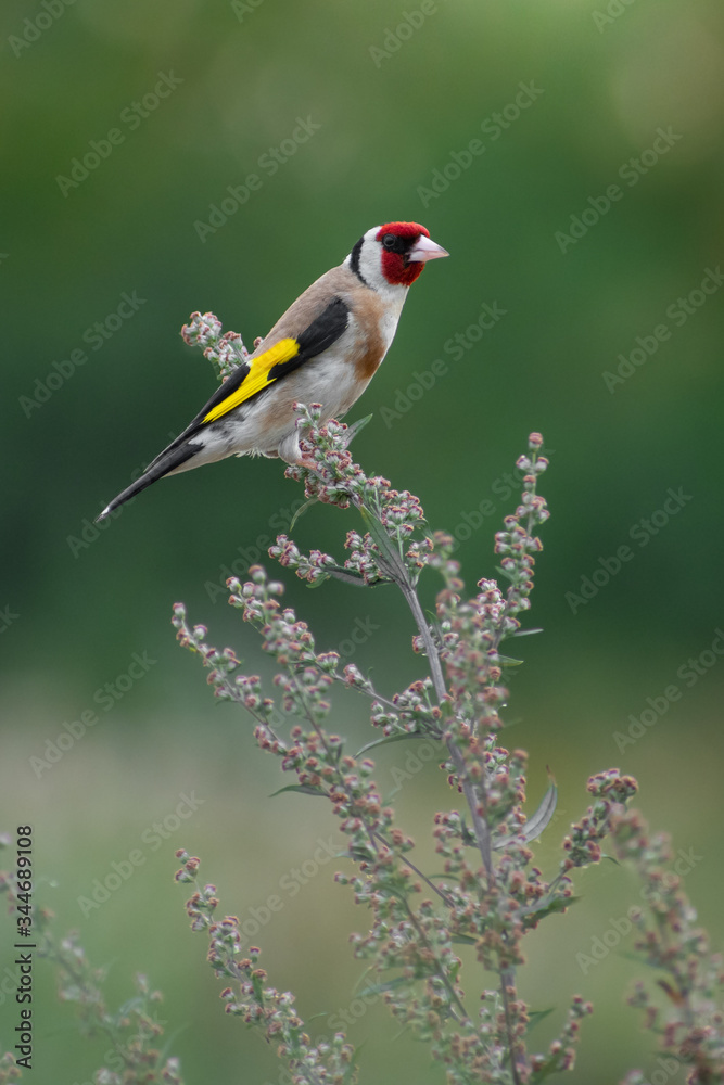 European Golfinch (Carduelis carduelis) sitting on a thisle. Small colorful songbird with soft green background in late evening. Czech Republic