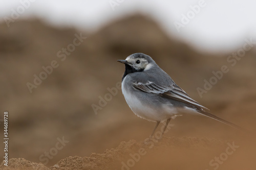 White wagtail (Motacilla alba) sitting on a muddy hill. Cute songbird in brown environment. Wildlife scene from nature. Czech Republic