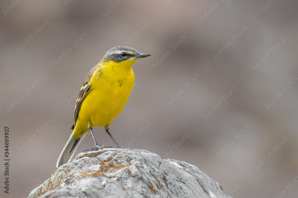Naklejka premium Yellow Wagtail (Motacilla flava) sitting on a rock in the mountains. Beautiful yellow and grey songbird with soft grey background. Georgia