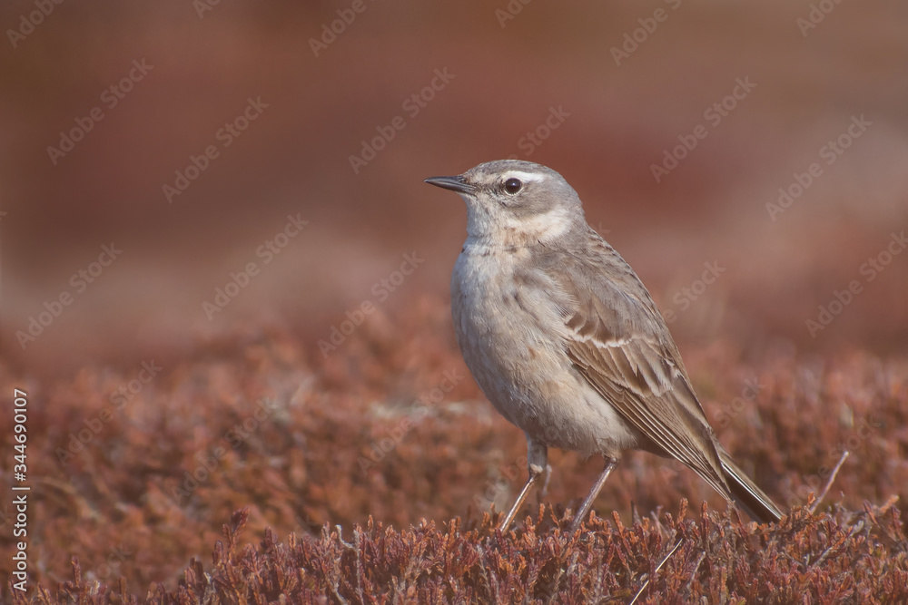 Fototapeta premium Water Pipit (Anthus spinoletta) standing in the red moss. Beautiful songbird in red environment. Czech Republic