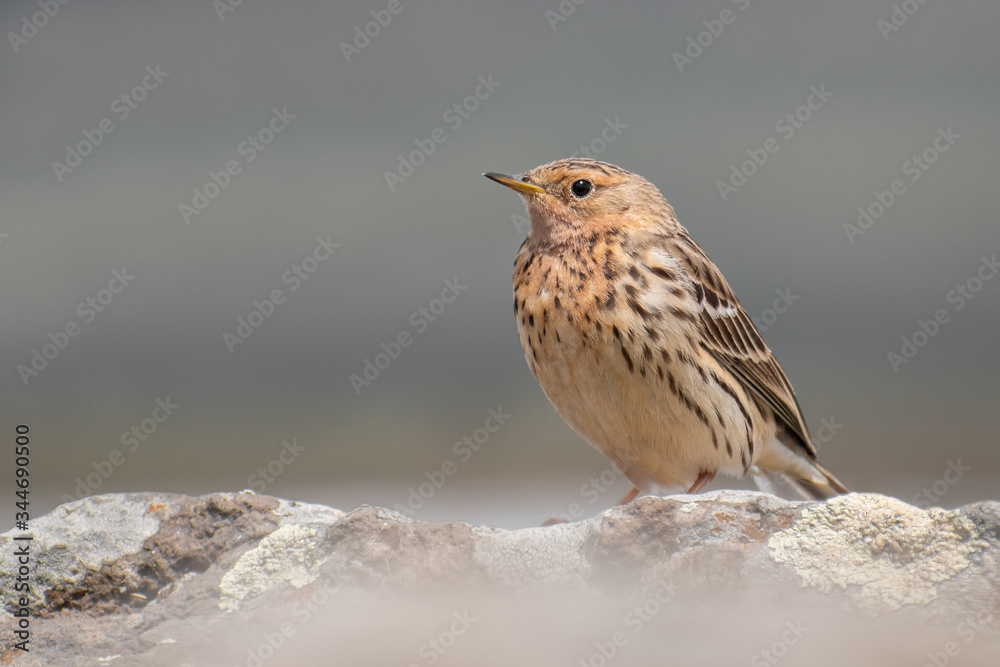 Red-thorated Pipit (Anthus cervinus) sitting on a rock. Beautiful red throated bird in front of a mountain lake. Wildlife scene from nature.Georgia Red-thorated Pipit (Anthus cervinus) sitting on a rock. Beautiful red throated bird in front of a mountain lake. Wildlife scene from nature.Georgia