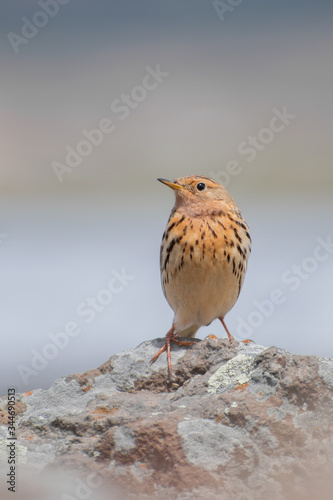 Red-thorated Pipit (Anthus cervinus) sitting on a rock. Beautiful red throated bird in front of a mountain lake. Wildlife scene from nature.Georgia © Lukas Zdrazil