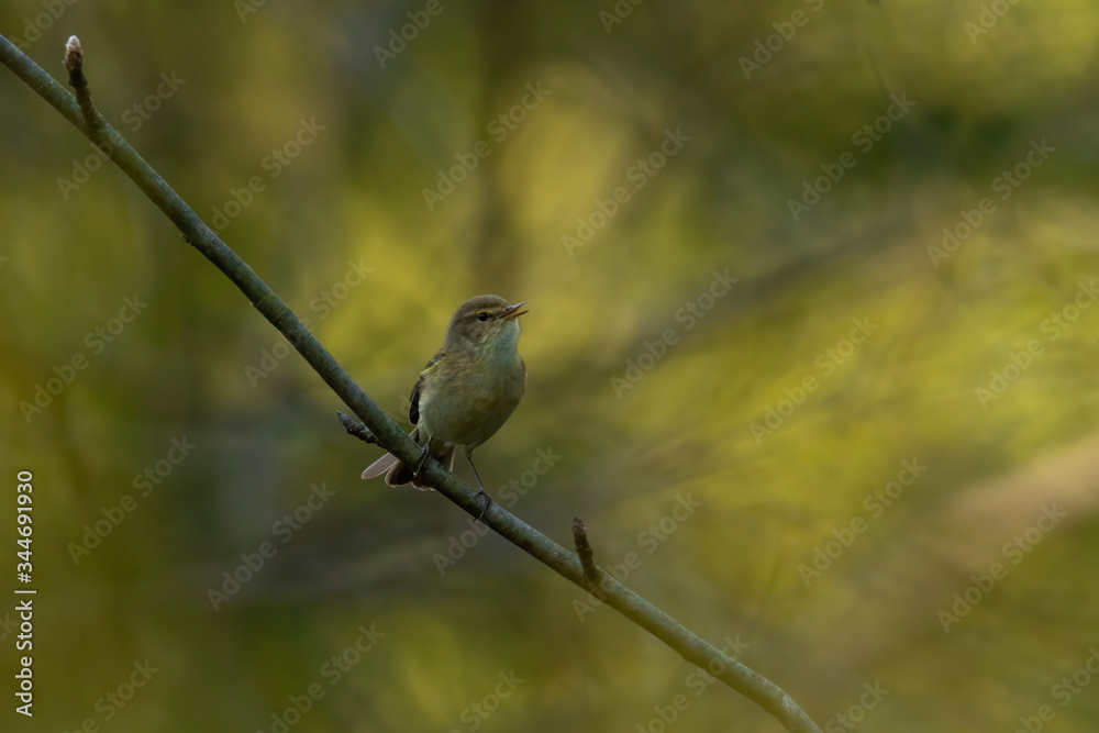 Common Chiffchaff (Phylloscopus collybita) sitting on a pine branch. Cute songbird in the forest with soft green background. Portrait of a wild bird in its habitat. Czech Republic