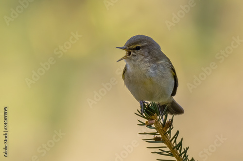 Common Chiffchaff (Phylloscopus collybita) sitting on a pine branch. Cute songbird in the forest with soft green background. Portrait of a wild bird in its habitat. Czech Republic
