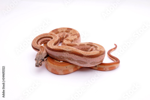 фотографія Boa constrictor imperator hypo motley