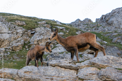 Rupicapra rupicapra el señor de las montañas, el rebeco de Picos de Europa