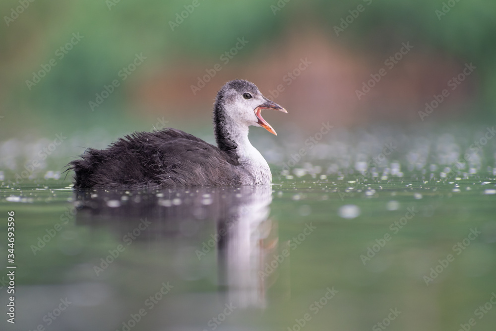 Fototapeta premium Juvenile Eurasian Coot (Fulica atra) swimming and calling for food. Cute small waterbird on a beautiful lake. Wildlife scene from nature. Czech Republic