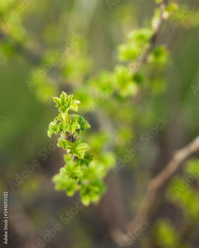  Young currant bush in the garden, young shoot with green leaves. Garden concept.