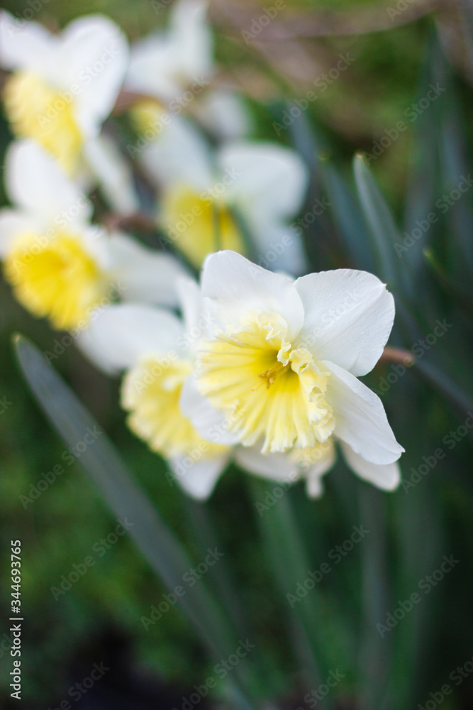 White daffodils close-up on a bright sunny day on green background. Pictures of white flowers close up. White narcissus on green bokeh background White daffodils close-up on a bright sunny day on green background. Pictures of white flowers close up. White narcissus on green bokeh background