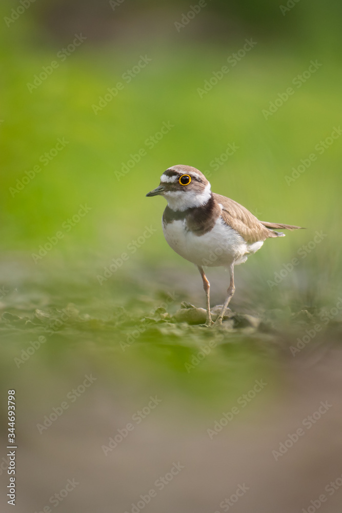 Little Ringed Plover (Charadrius dubius) walking and hunting in muddy grass. Cute little bird in late evening. Wildlife scene from nature. Czech Republic