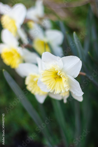 White daffodils close-up on a bright sunny day on green background.  Pictures of white flowers close up. White narcissus on green bokeh background