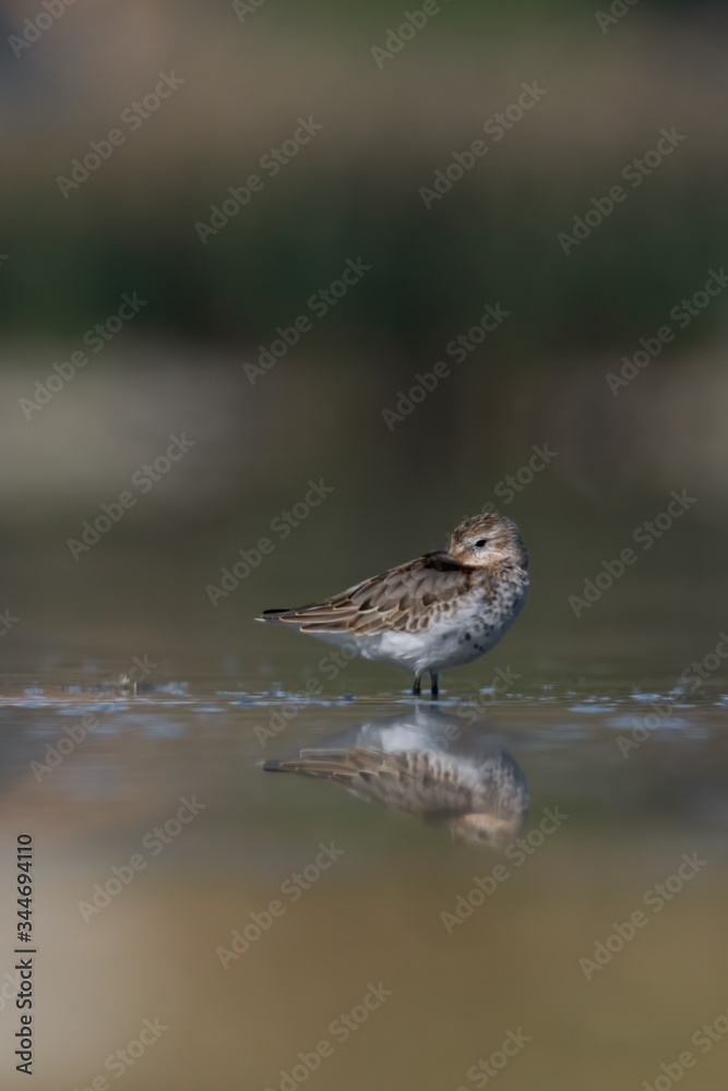 Dunlin (Calidris alpina) feeding on a muddy lake. Cute brown shorebird wader in its environment, detailed portrait. Wildlife scene from nature Czech Republic Dunlin (Calidris alpina) feeding on a muddy lake. Cute brown shorebird wader in its environment, detailed portrait. Wildlife scene from nature Czech Republic