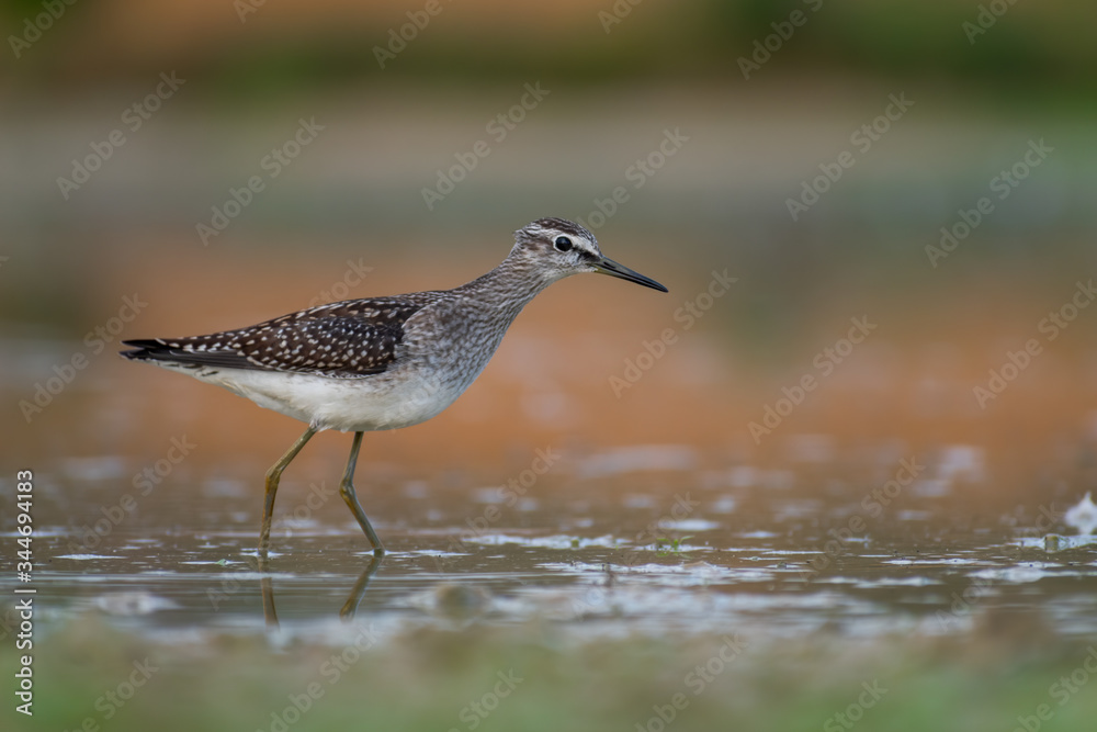 Wood Sandpiper (Tringa glareola) walking and hunting in the water in a small lake. Beautiful shorebird with its reflection. Wildlife scene from nature. Moravia, Czech Republic Wood Sandpiper (Tringa glareola) walking and hunting in the water in a small lake. Beautiful shorebird with its reflection. Wildlife scene from nature. Moravia, Czech Republic