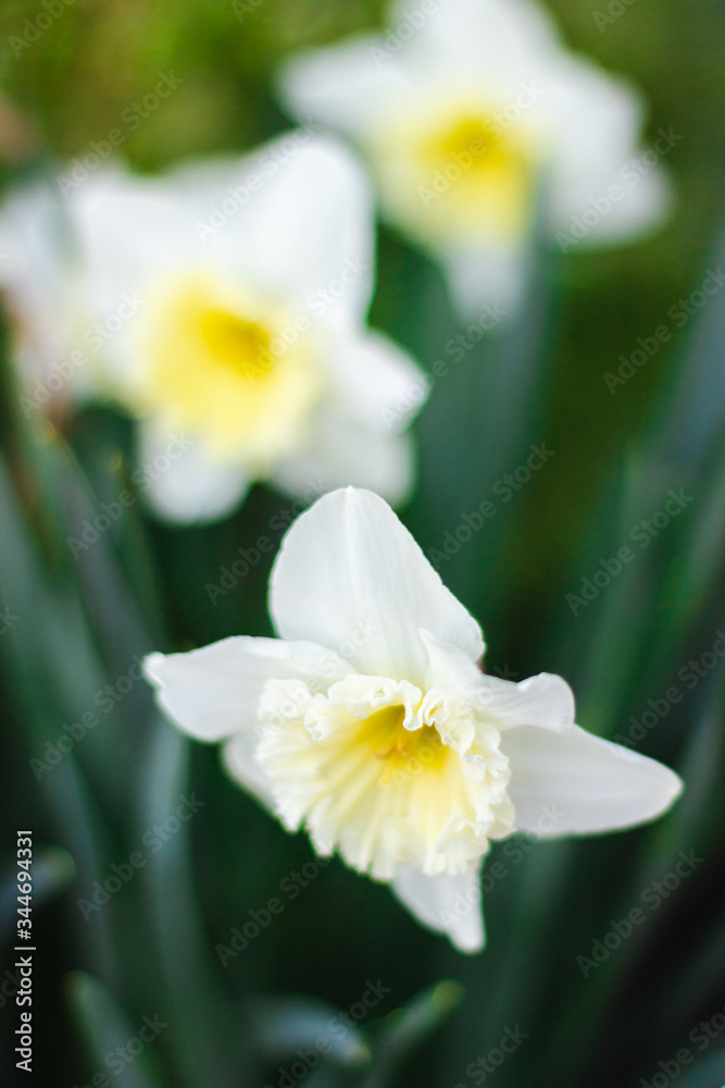 White daffodils close-up on a bright sunny day on green background. Pictures of white flowers close up. White narcissus on green bokeh background White daffodils close-up on a bright sunny day on green background. Pictures of white flowers close up. White narcissus on green bokeh background