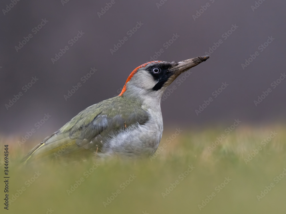 Fototapeta premium Green woodpecker (Picus viridis) sitting in the grass. Wildlife scene from nature. Czech Republic