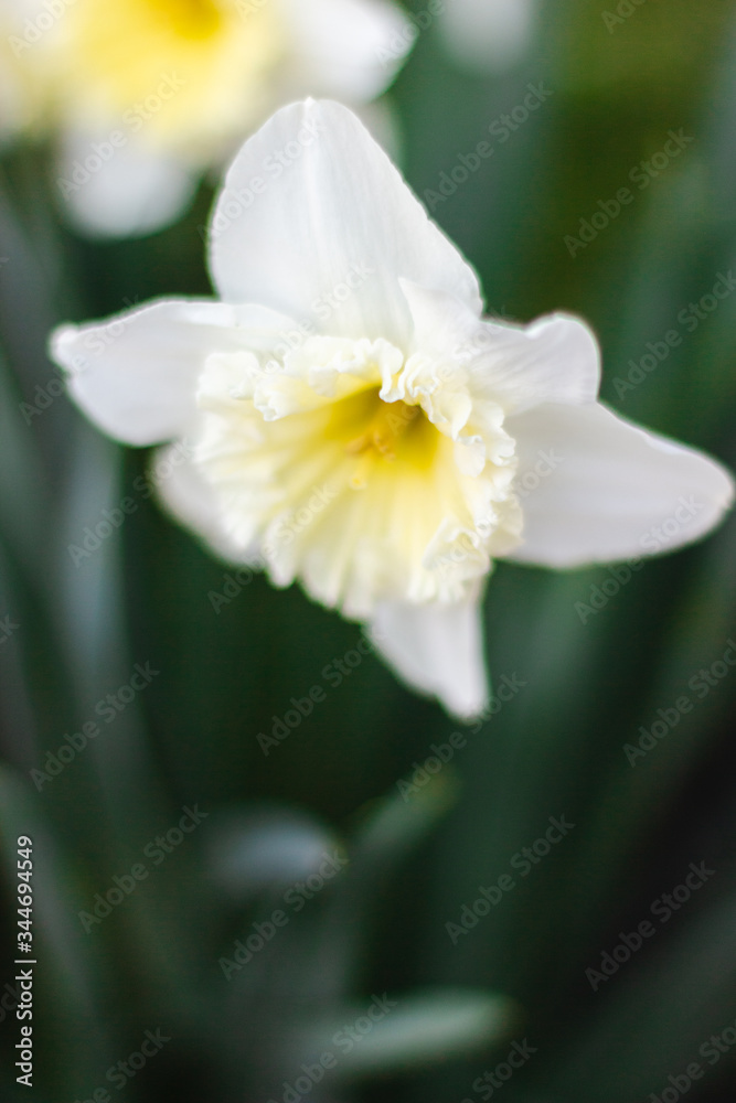 White daffodils close-up on a bright sunny day on green background. Pictures of white flowers close up. White narcissus on green bokeh background White daffodils close-up on a bright sunny day on green background. Pictures of white flowers close up. White narcissus on green bokeh background