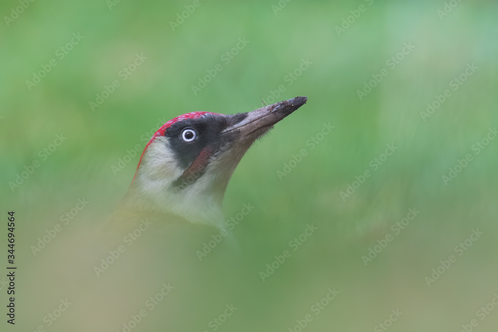 Green woodpecker (Picus viridis) sitting in the grass. Wildlife scene from nature. Czech Republic Green woodpecker (Picus viridis) sitting in the grass. Wildlife scene from nature. Czech Republic