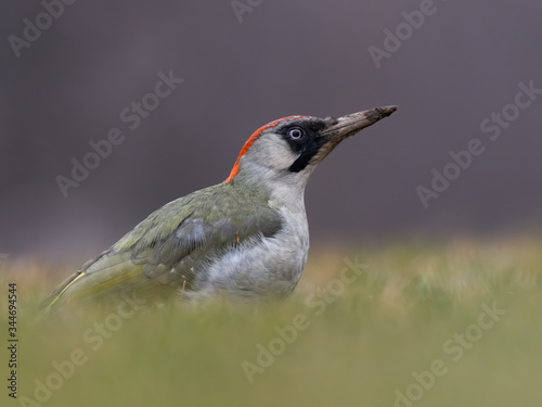 Green woodpecker (Picus viridis) sitting in the grass. Wildlife scene from nature. Czech Republic