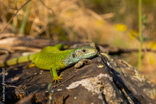 European green lizard (Lacerta viridis) sunning on a rock in its habitat. Green and blue reptile detailed portrait. Colorful lizard in its habitat. Wildlife scene from nature. Czech Republic