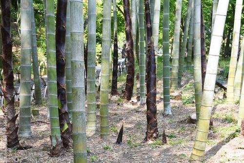 Bamboo shoots   Poaceae spring ingredients