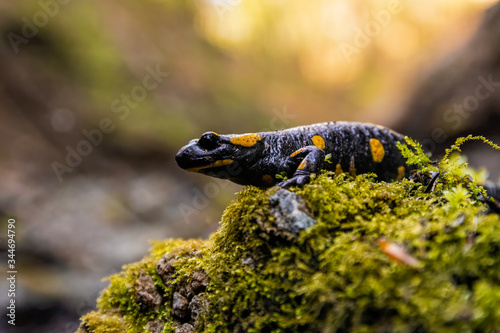 Fire salamander (Salamandra salamandra) sitting on a mossy stone. Beautiful salamander in its habitat at sunset. Czech Republic