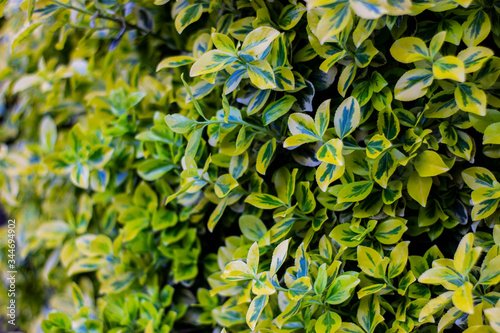 composition with an expanded euonymus photo