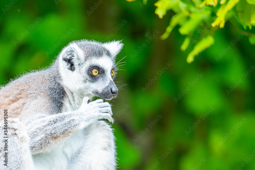 Obraz premium Ring-tailed lemur - endemic animal of Madagascar. Close-up portrait