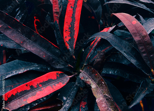 Bright red and dark blue leaves wallpaper