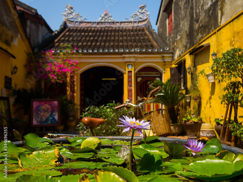 Hoian, Vietnam - August 20, 2017: Close up of a lotus acuatic plant with a beautiful purple flower in the patio,at house in Hoi An ancient town, in Vietnam