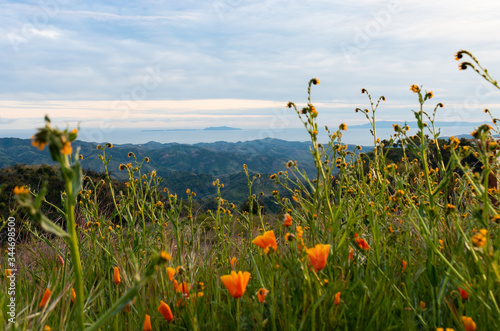 Wildflowers on Sulpher Mountain on the border of Ojai and Ventura, California  photo
