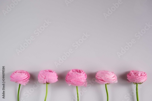 Fototapeta Naklejka Na Ścianę i Meble -  pink ranunculus flower