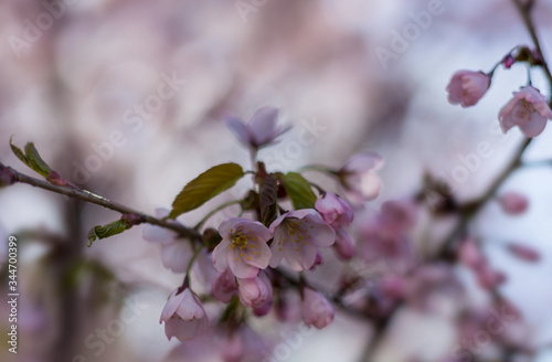 Beautiful flowering fruit tree branch in a botanical garden close-up. Flowering plants abstract background, seasonal beauty of nature, dreamy soft focus with place for text.