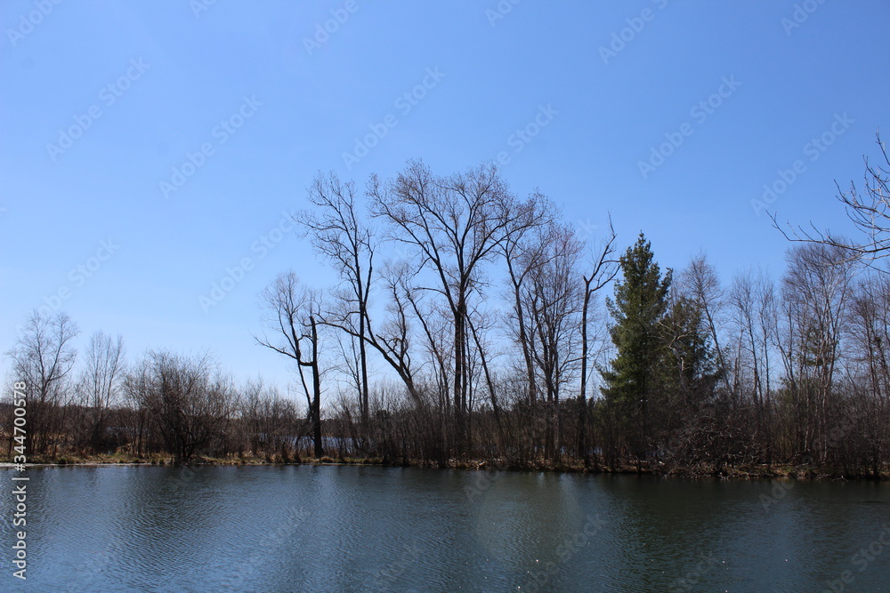Obraz premium trees in the water