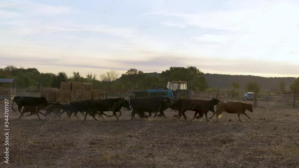 Bulls Running Lever soleil Sunrise Super Slow Motion Taureaux Camargue Courant Ralenti 02