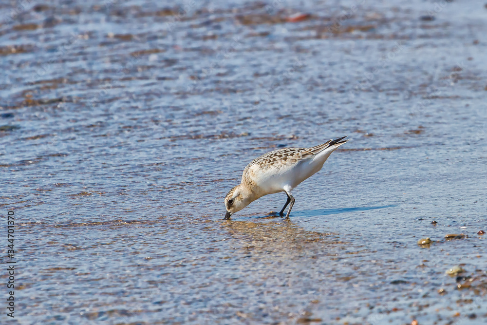 Sanderling probing the water with its beak at the edge of a sand beach. Sanderling probing the water with its beak at the edge of a sand beach.