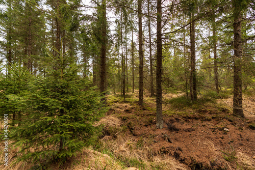 Wald im Tannermoor