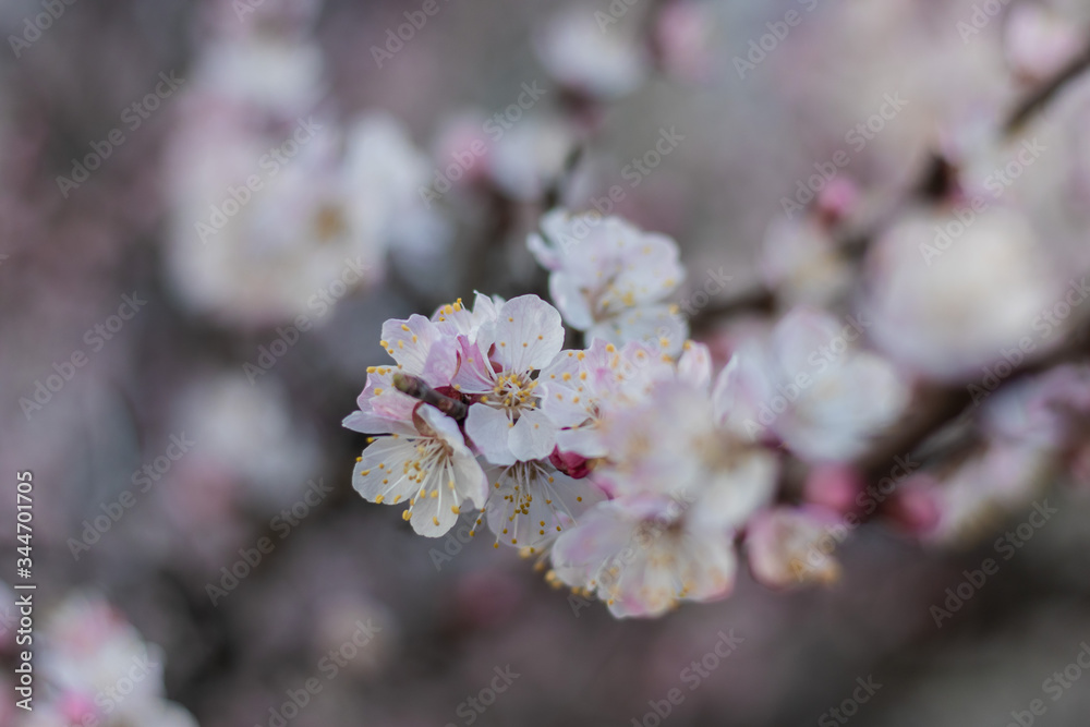 Spring season white-pink blooming close up. Apricot tree Flowers soft focus Spring season white-pink blooming close up. Apricot tree Flowers soft focus